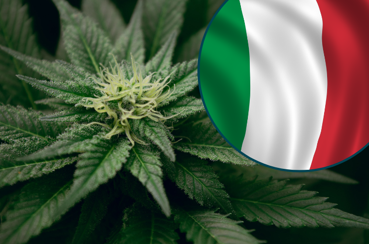 Buy weed in Dubai